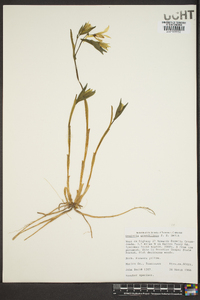 Uvularia grandiflora image