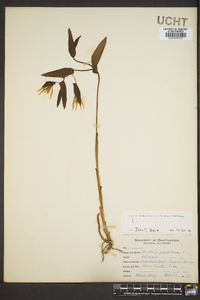 Uvularia grandiflora image