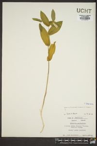 Uvularia perfoliata image