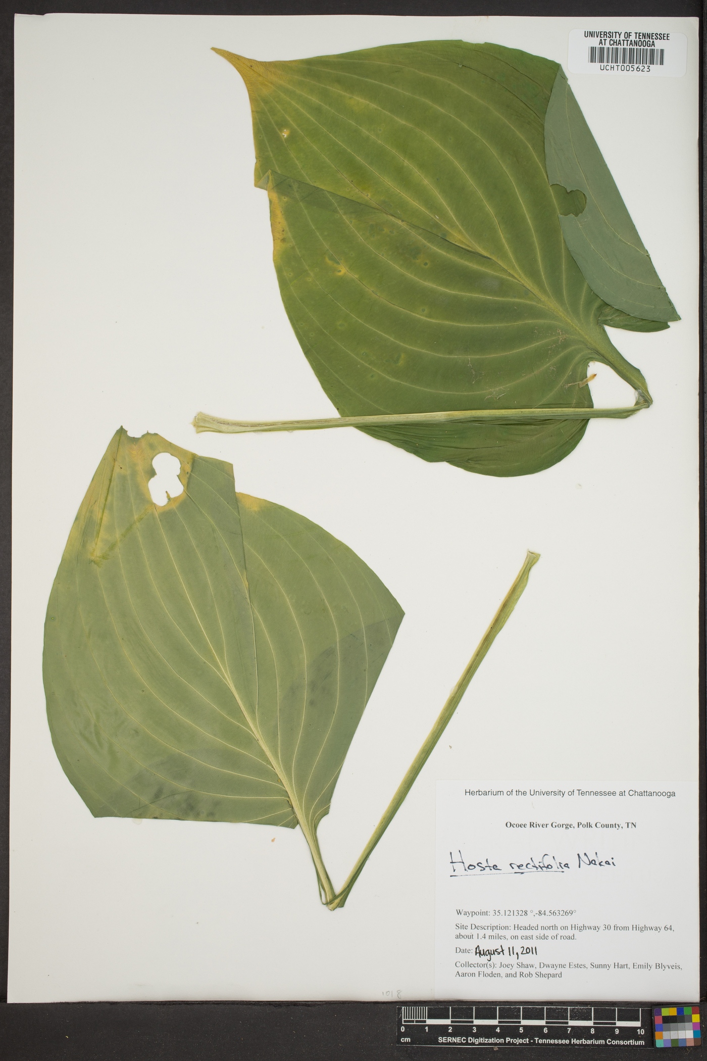 Hosta rectifolia image