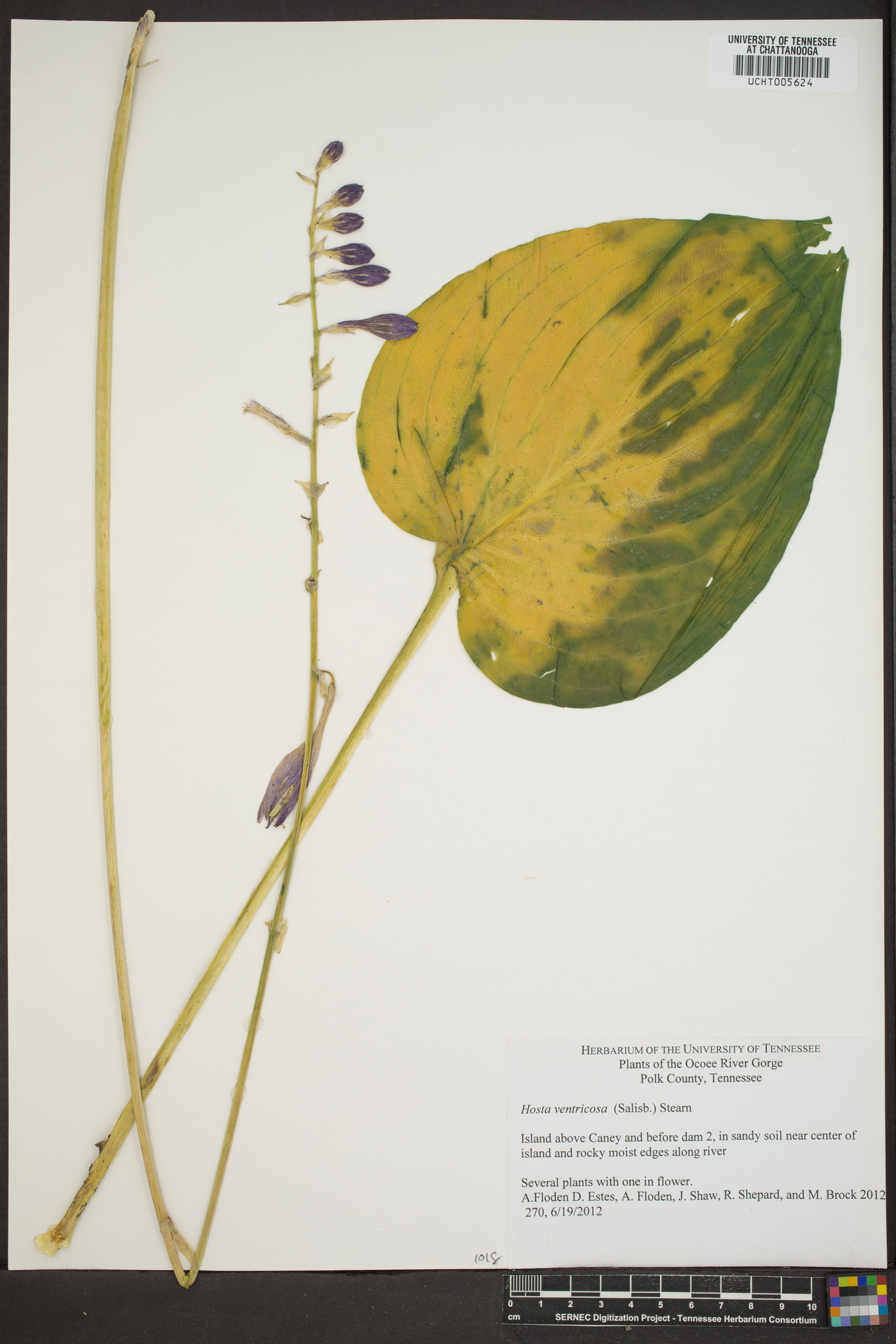 Hosta ventricosa image