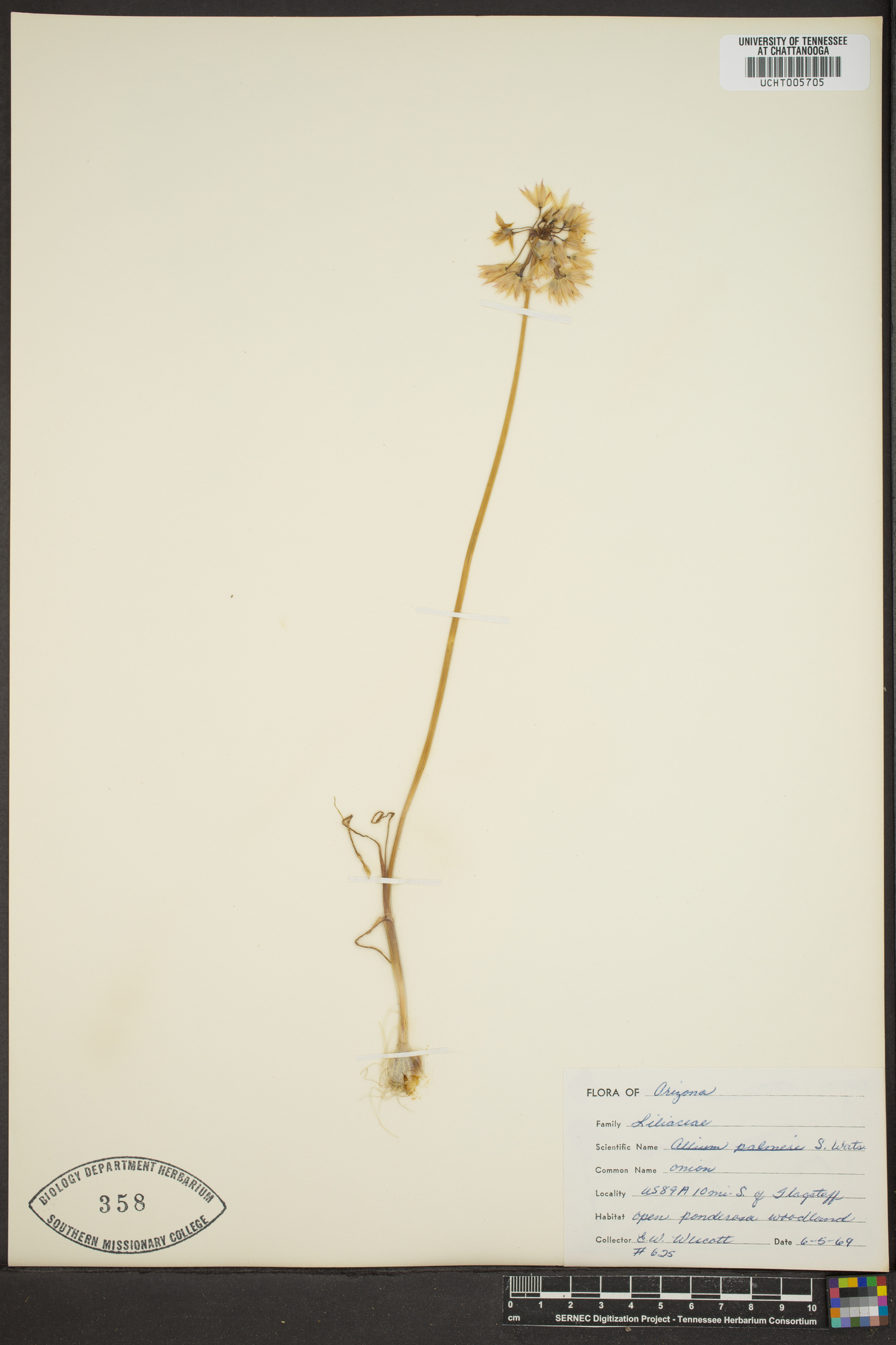 Allium pallasii image