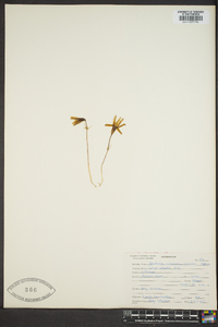 Brodiaea coronaria image