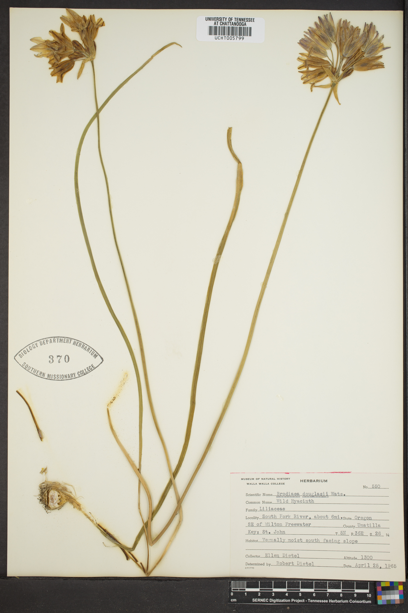 Brodiaea douglasii var. howellii image