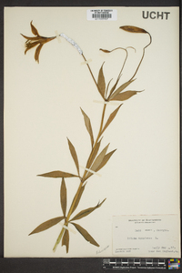 Lilium canadense image