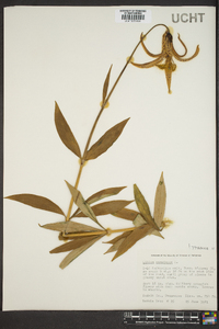 Lilium canadense image