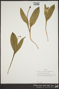 Erythronium rostratum image