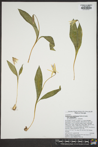 Erythronium umbilicatum image