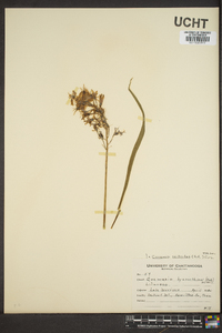 Camassia scilloides image