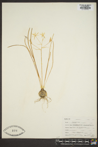 Ornithogalum umbellatum image