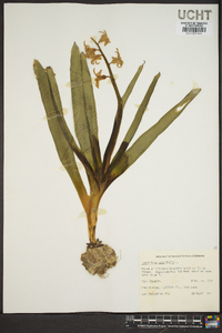 Hyacinthus orientalis image