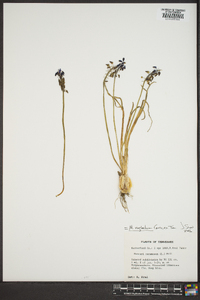 Muscari neglectum image