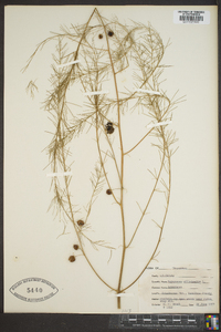 Asparagus officinalis image