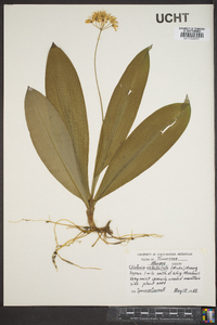 Clintonia umbellulata image