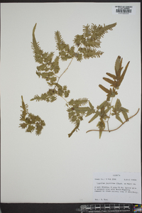 Lygodium japonicum image