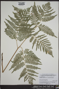 Pteridium aquilinum subsp. pseudocaudatum image