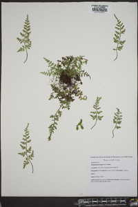 Asplenium bradleyi image