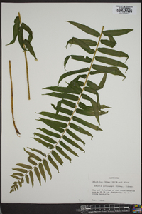 Athyrium pycnocarpon image