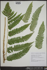 Dryopteris goldieana image