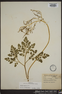 Botrychium alabamense image