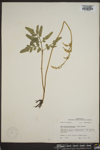 Botrychium alabamense image