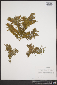 Taxus cuspidata image