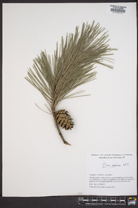 Pinus echinata image