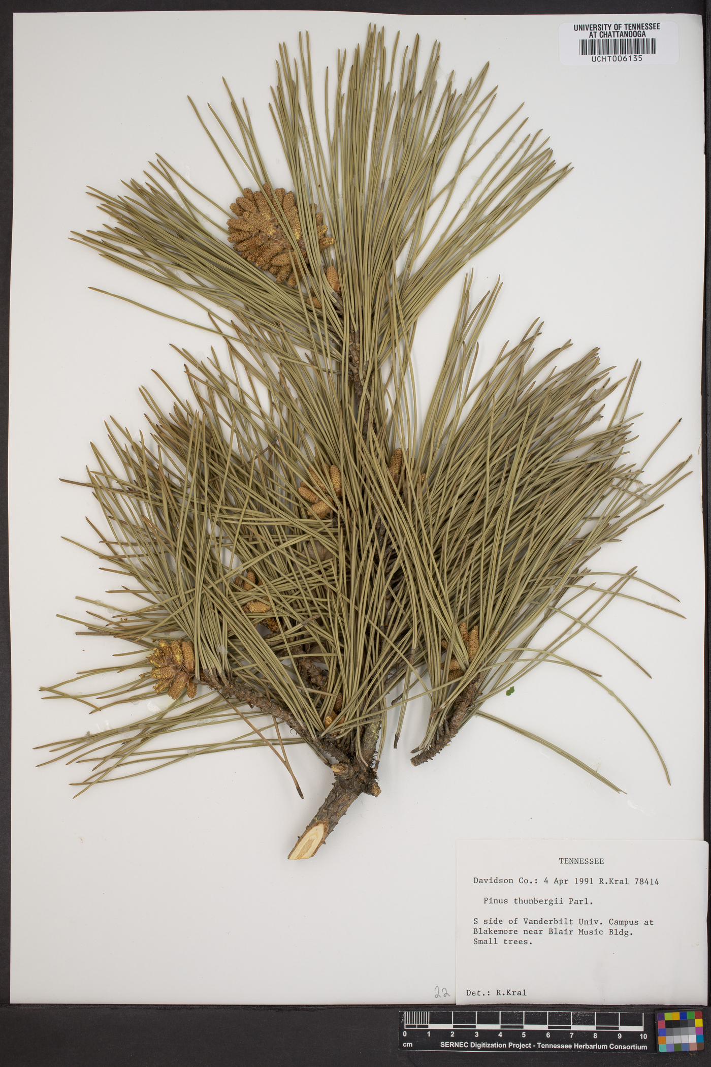 Pinus thunbergii image