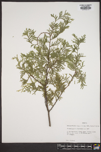 Chamaecyparis thyoides image