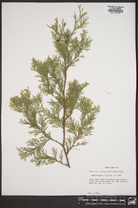 Chamaecyparis thyoides image