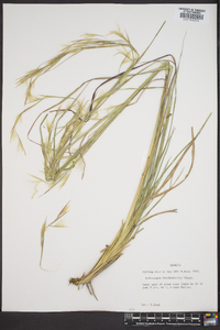 Andropogon brachystachyus image