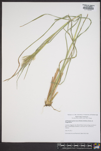 Andropogon glomeratus image