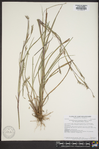 Schizachyrium scoparium var. divergens image