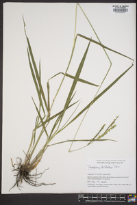 Paspalum dilatatum image