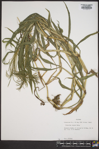 Paspalum repens image