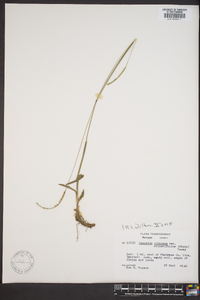 Paspalum setaceum var. ciliatifolium image