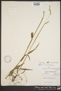 Paspalum setaceum var. muhlenbergii image