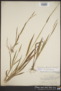 Paspalum setaceum var. muhlenbergii image