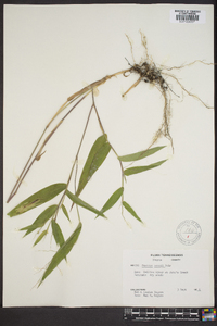 Panicum boscii image