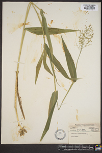 Panicum clandestinum image