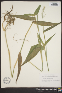 Panicum clandestinum image