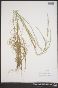 Aristida purpurascens image