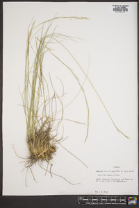 Aristida stricta image