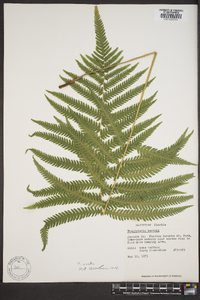 Thelypteris kunthii image