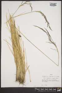 Deschampsia elongata image