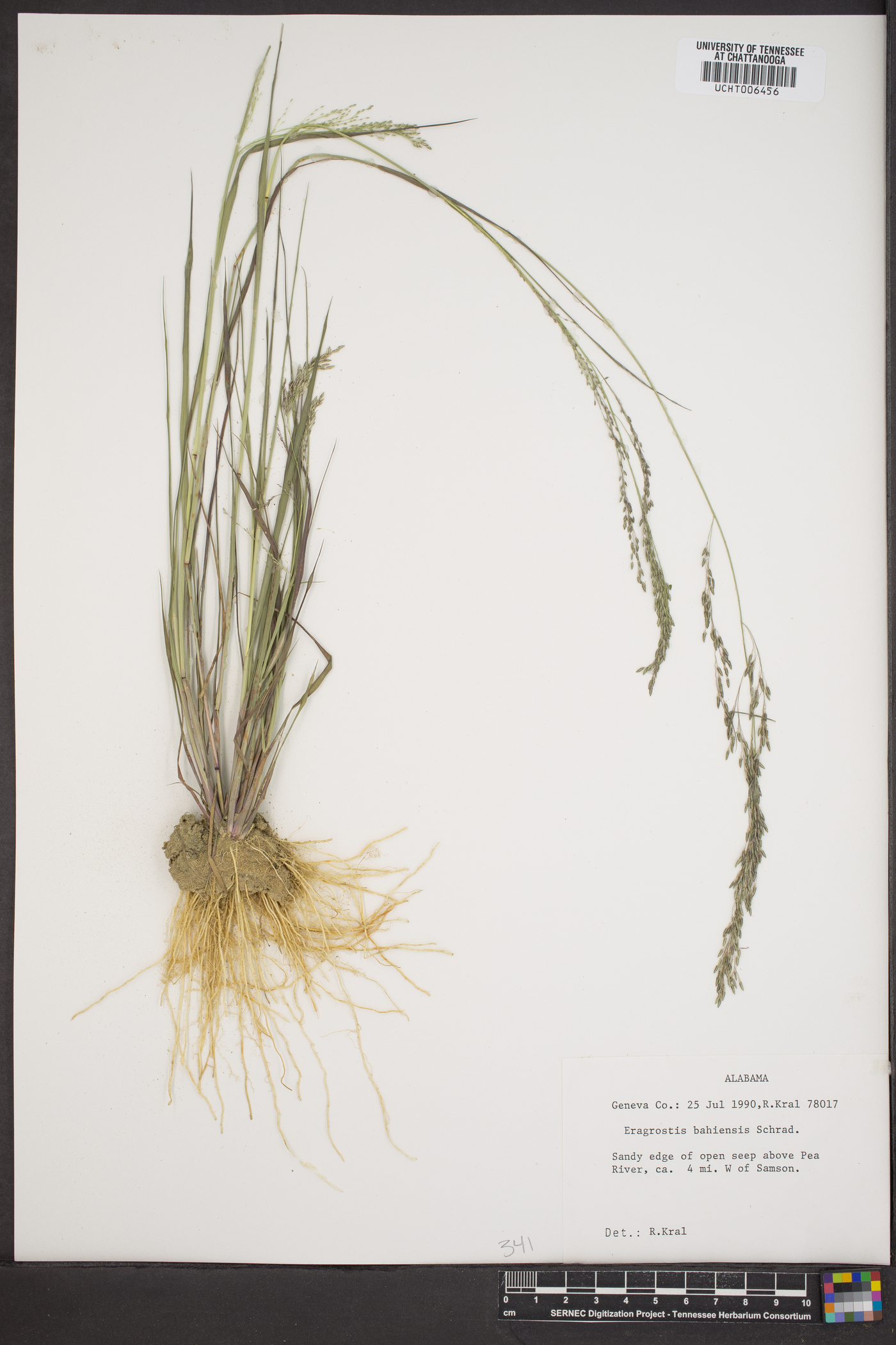 Eragrostis bahamensis image