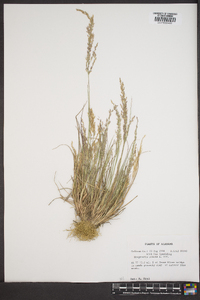 Eragrostis pilosa image