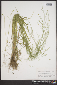 Festuca obtusa image