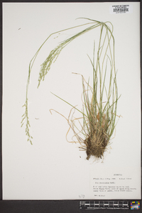 Poa autumnalis image