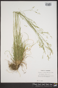 Poa autumnalis image